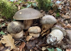 Boletus aereus.