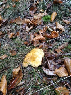 Ariztia Hygrophoropsis aurantiaca.jpeg