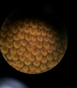 Tubos Boletus microscopio.