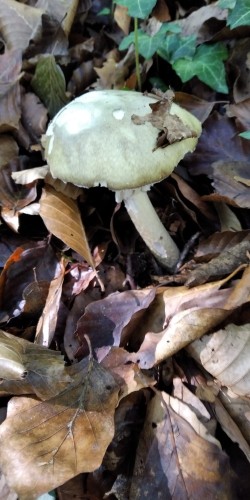 Ariztia A. phalloides.jpeg
