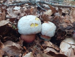 Boletus rhodoxanthus = Rubroboletus rhodoxanthus.jpg