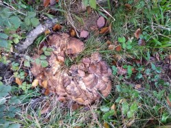 Ariztia Meripilus giganteus.JPG