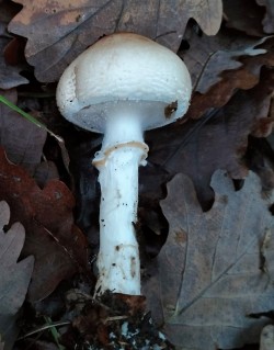 Gomez Lepiota.jpg