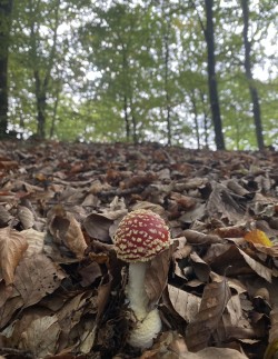 Amanita muscaria.