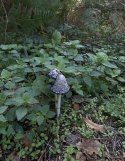 Coprinus comatus.
