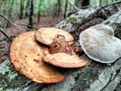 Gomez Daedalopsis confragosa.jpg