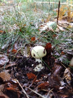 Ariztia Amanita citrina.jpeg