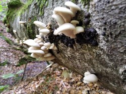 Ariztia Pleurotus pulmonarius.jpeg