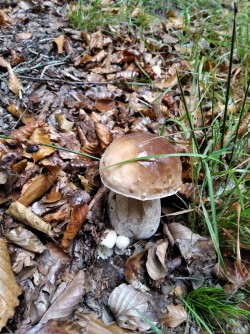 Ariztia Boletus edulis 3.jpeg
