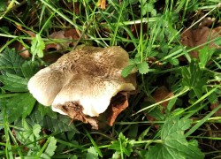 Ariztia pardinum.jpeg