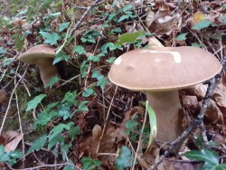 Boletus reticulatus 8.jpg