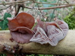 auricularia auricula-judae2.jpeg
