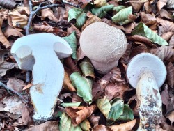 Gomez Boletus reticulatus.jpeg