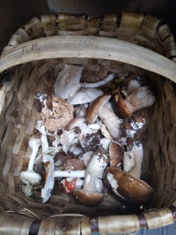 Ariztia cesta setas.jpg