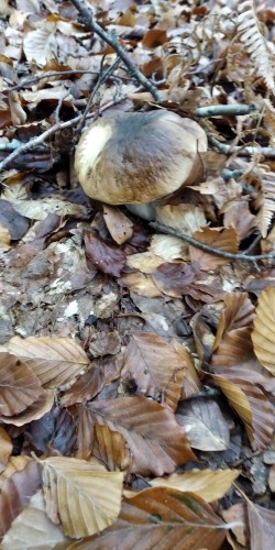 Ariztia B. edulis.jpeg