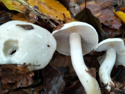 Gomez Hebeloma alamo.jpg