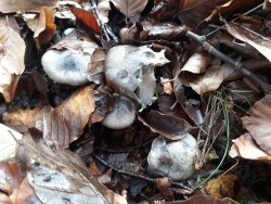 WhatsApp Image 2022-03-17 at 12.25.21 PM.jpeg