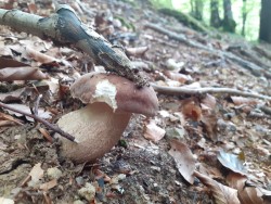 Boletus reticulatus 3.jpg