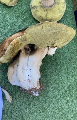 Boletus edulis.