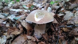 boletus reticulatus 2.jpeg