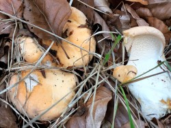 Gomez Hydnum repandum.jpg