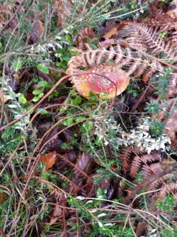 Ariztia A. muscaria.JPG