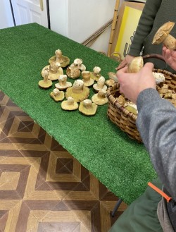 Consultoría boletus.