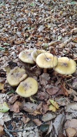 Aldaz Armillaria mellea.jpeg