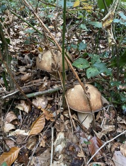Boletus edulis.jpg