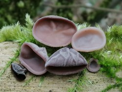auricularia auricula-judae.jpeg