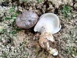 Gomez pie de cabra.jpeg