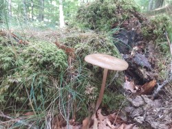 Hymenopellis radicata_bis.jpg