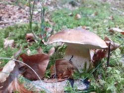 Boletus reticulatus 1.jpg