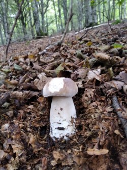 Ariztia Boletus edulis.jpeg