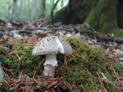 Amanita excelsa.jpg