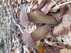 Boletus reticulatus 6.jpg