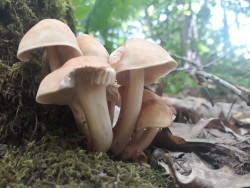 collybia fusipes.jpg