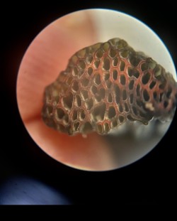 Tubos Boletus erythropuis.jpg