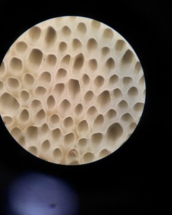 Tubos microscopio.jpg