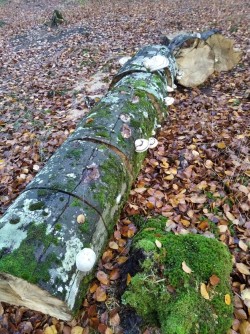 Ariztia fomes fomentarius.JPG