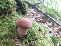 Boletus reticulatus 4.jpg