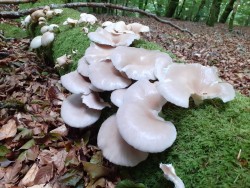 Pleurotus pulmonarius 3.jpg