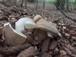 Boletus reticulatus.jpg
