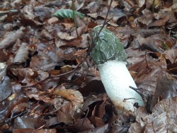 phallus impudicus 1.jpg