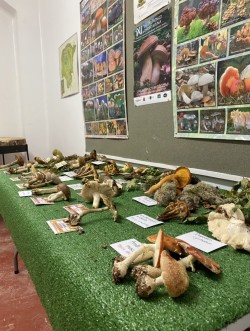 Exposición micológica.jpg
