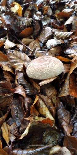 Ariztia A. rubescens.jpeg