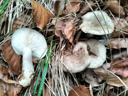 Gomez lactarius blennius.jpg
