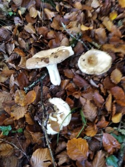 Ariztia R. olivacea.JPG