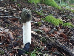 phallus impudicus.jpg