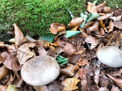 Gomez A. rubescens versus A. pantherina.jpeg